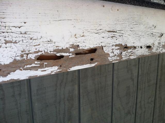 Fascia Board Bee Damage